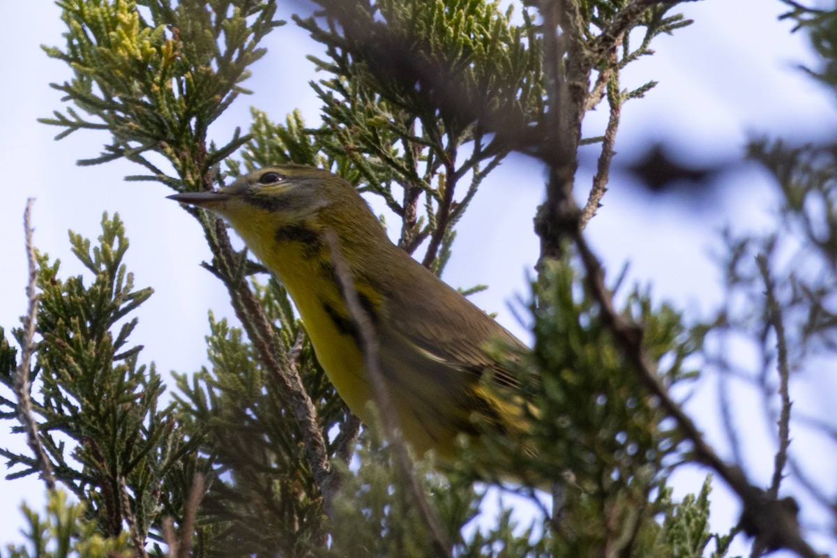 Prairie Warbler - ML642456973