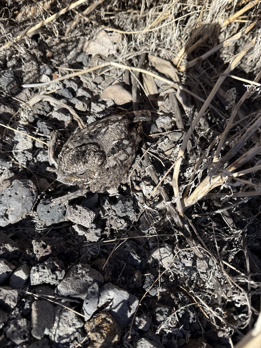 Common Poorwill - ML642457003