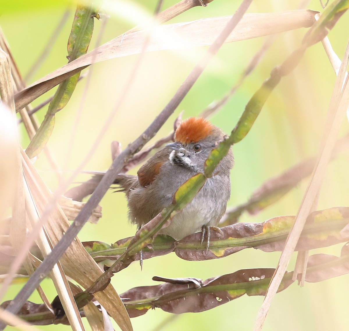 Spix's Spinetail - ML642457030