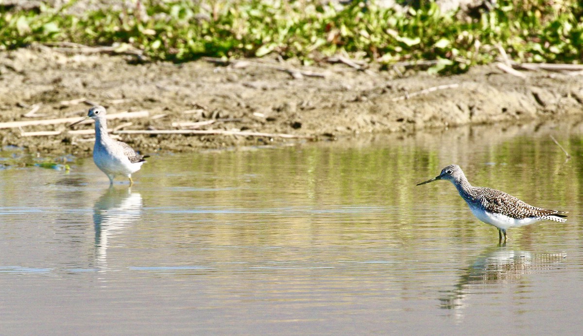 plystresnipe - ML642457033