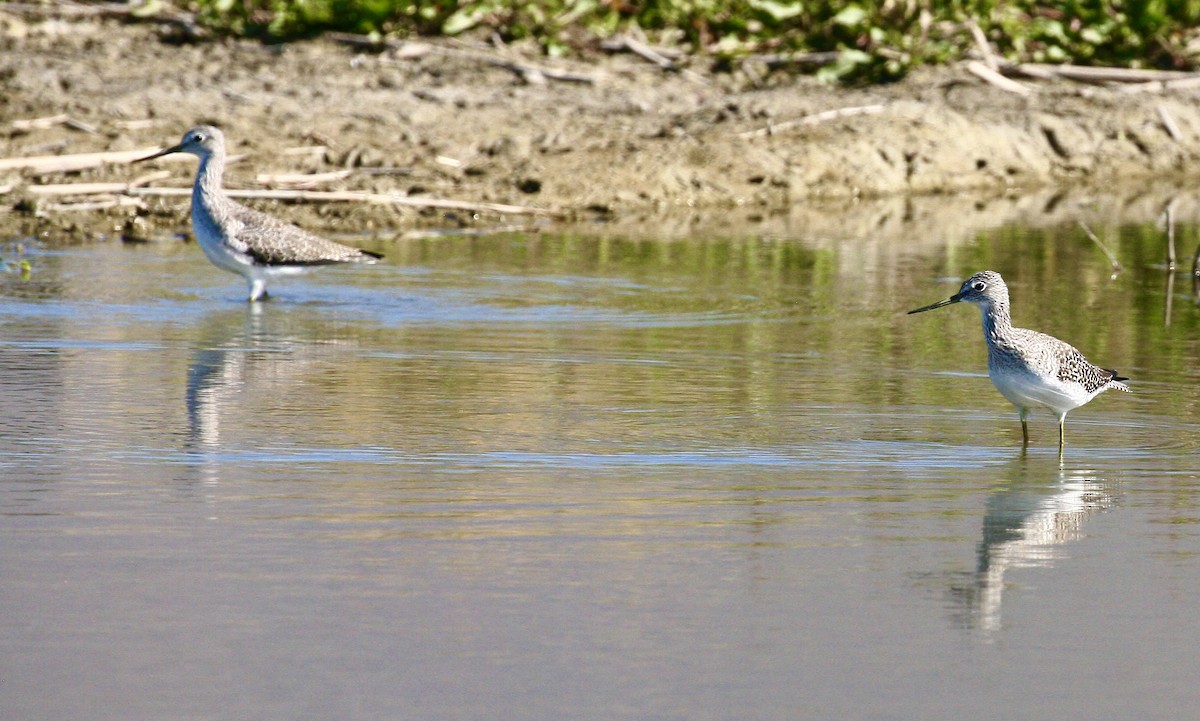plystresnipe - ML642457037