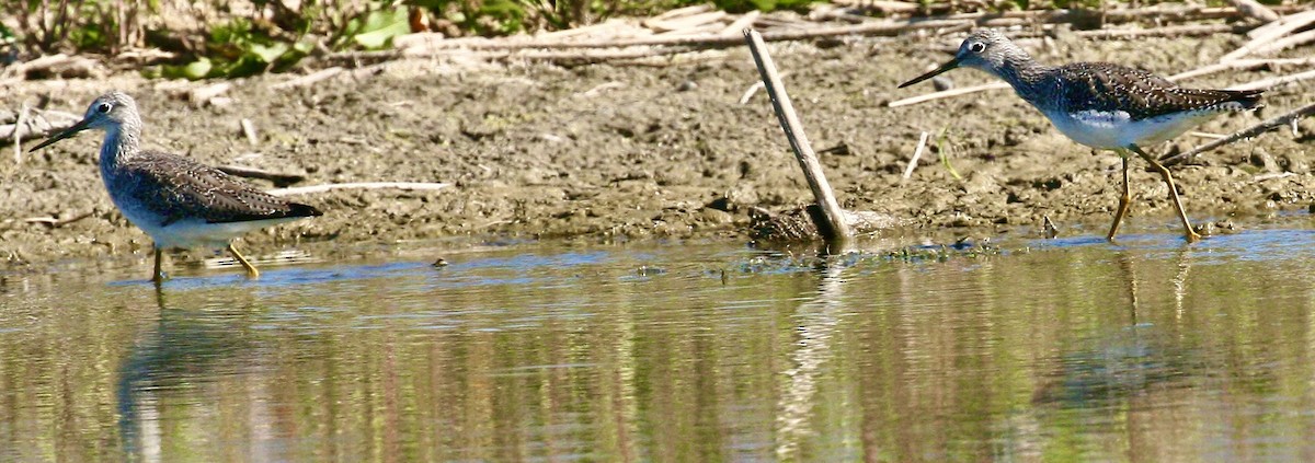 plystresnipe - ML642457040