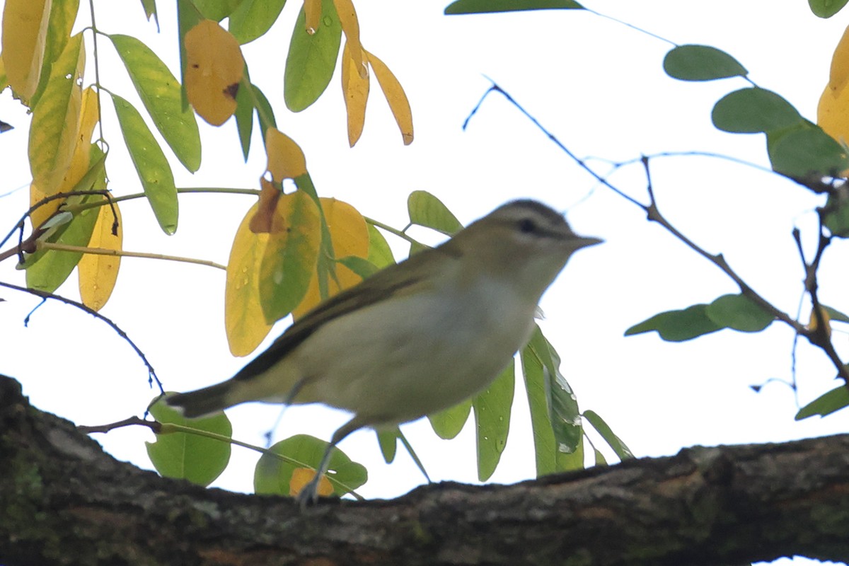 Red-eyed Vireo - ML642457043