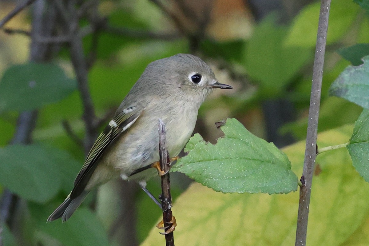 Ruby-crowned Kinglet - ML642457044