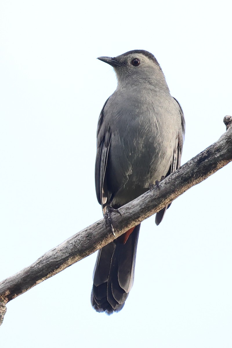 Gray Catbird - ML642457051