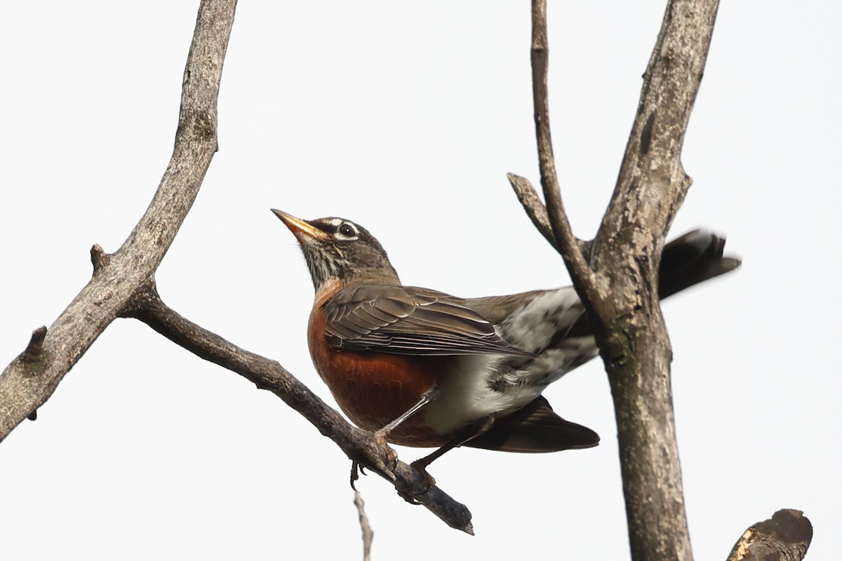 American Robin - ML642457053