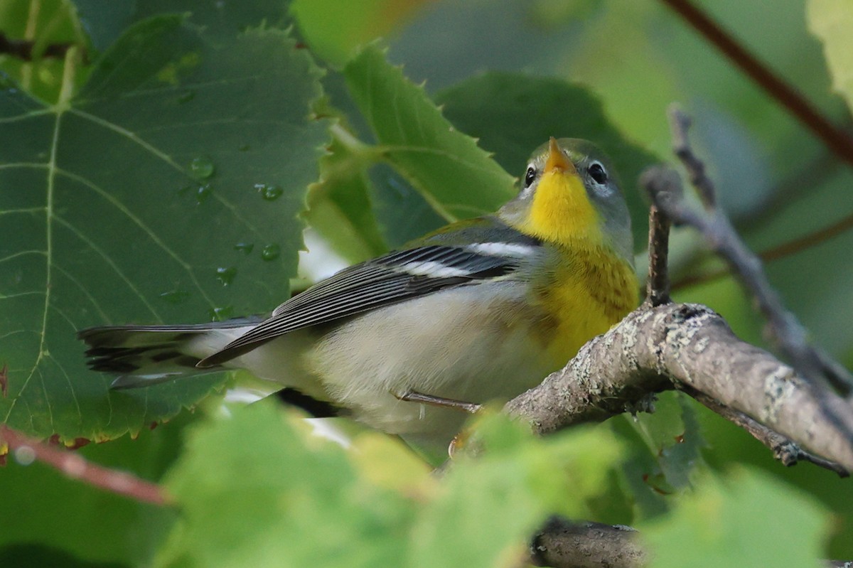 Northern Parula - ML642457061