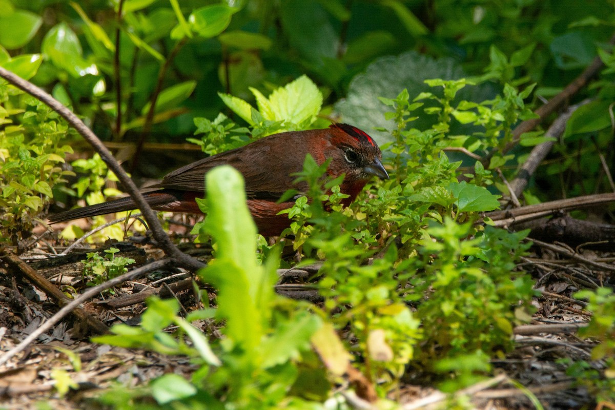 Red-crested Finch - ML642457066