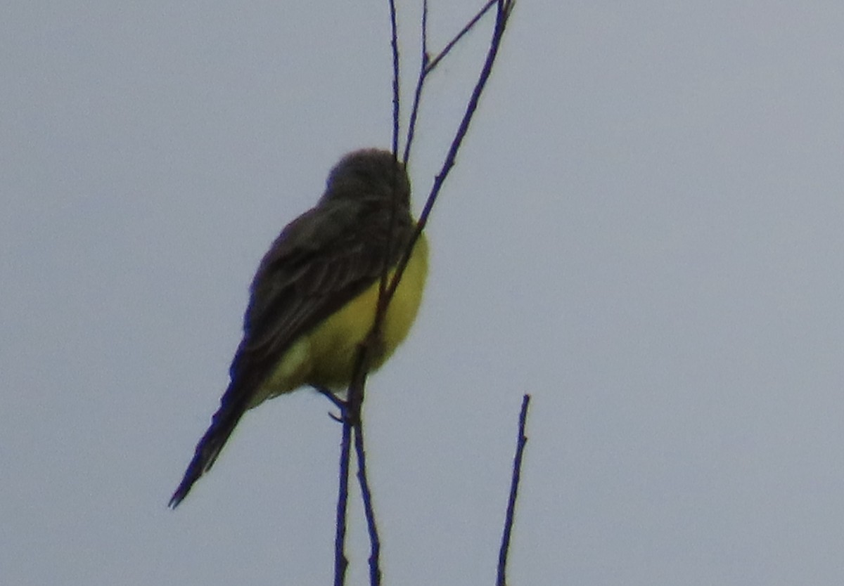 yellow-bellied kingbird sp. - ML642457084