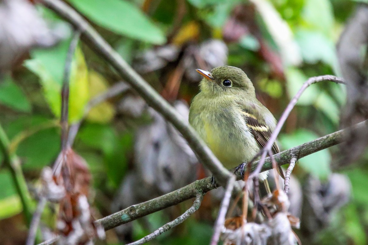 Yellow-bellied Flycatcher - ML642457104