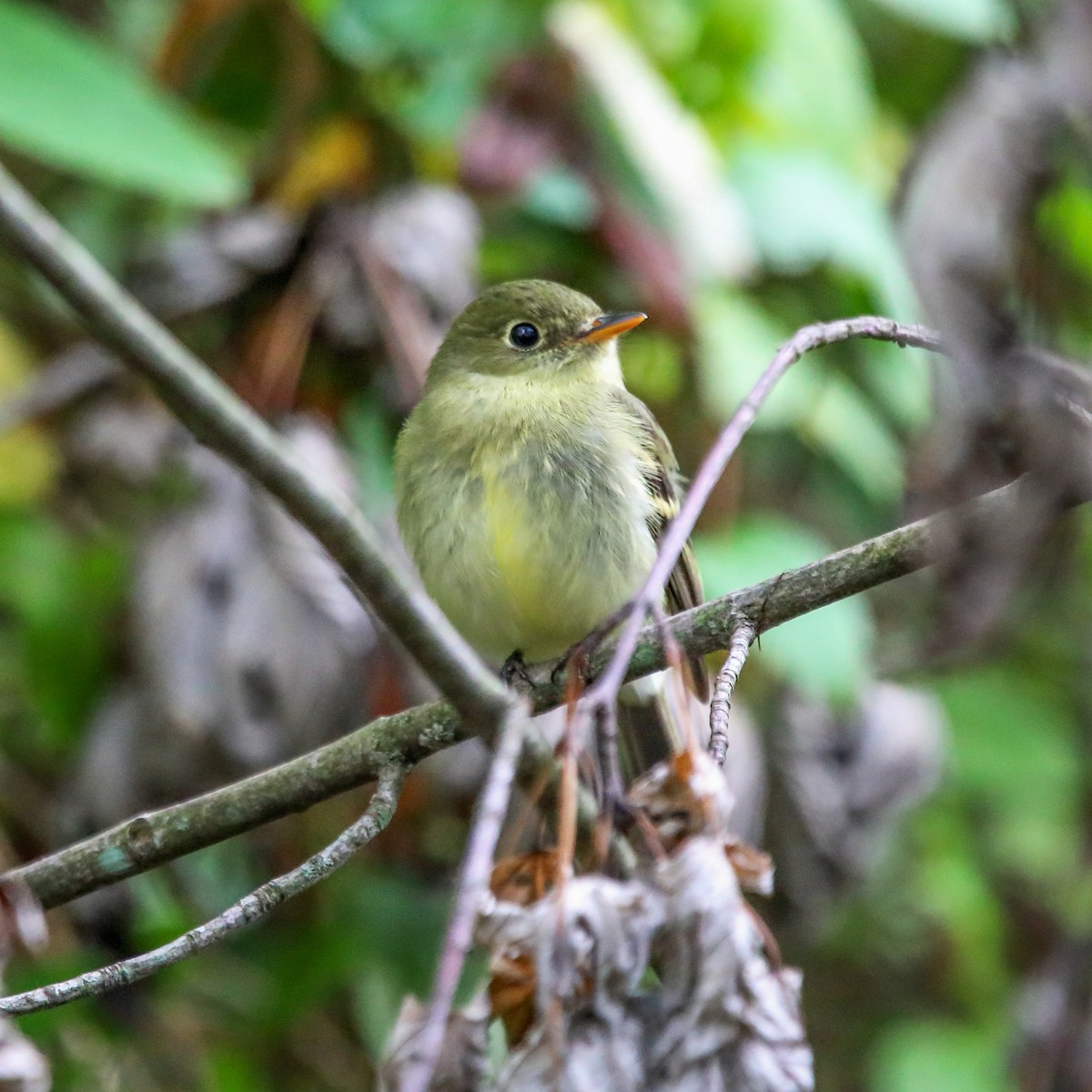 Yellow-bellied Flycatcher - ML642457110