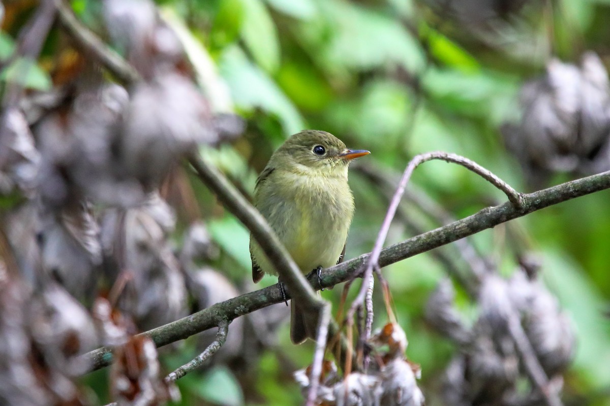 Yellow-bellied Flycatcher - ML642457133