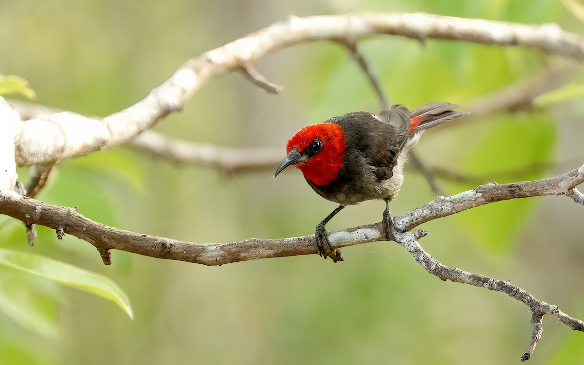 Red-headed Myzomela - ML642457134