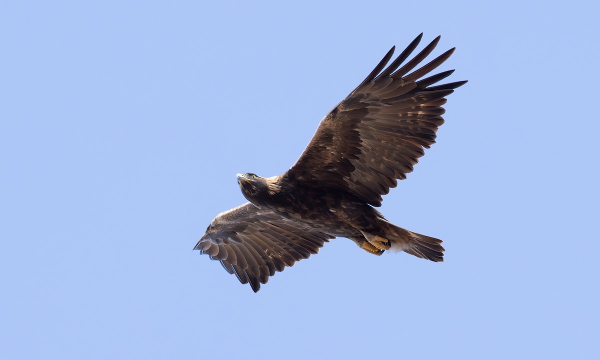 Golden Eagle - ML642457165
