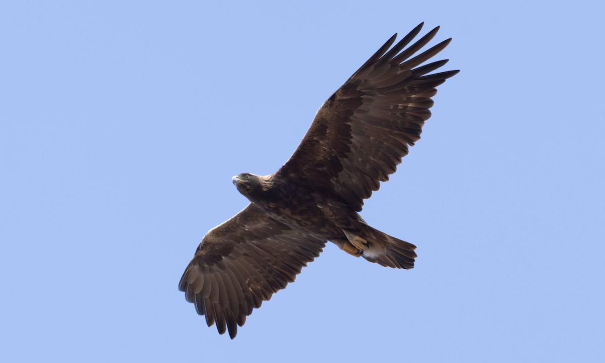 Golden Eagle - ML642457167