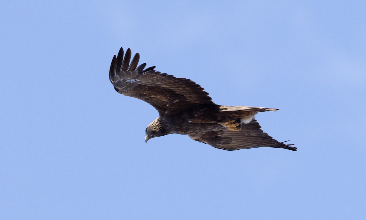 Golden Eagle - ML642457169