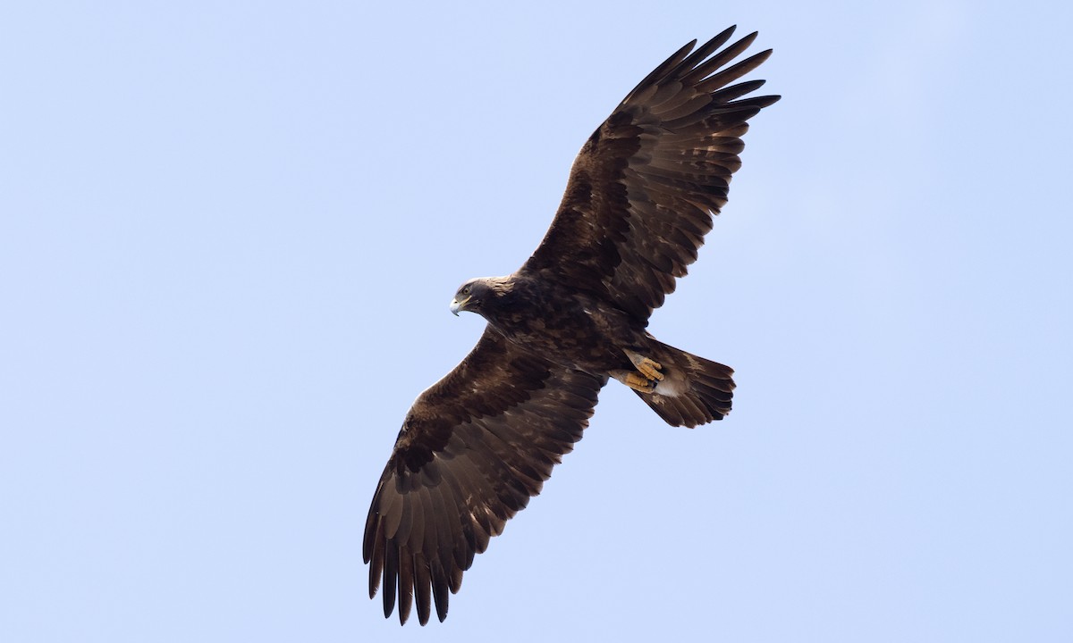 Golden Eagle - ML642457170
