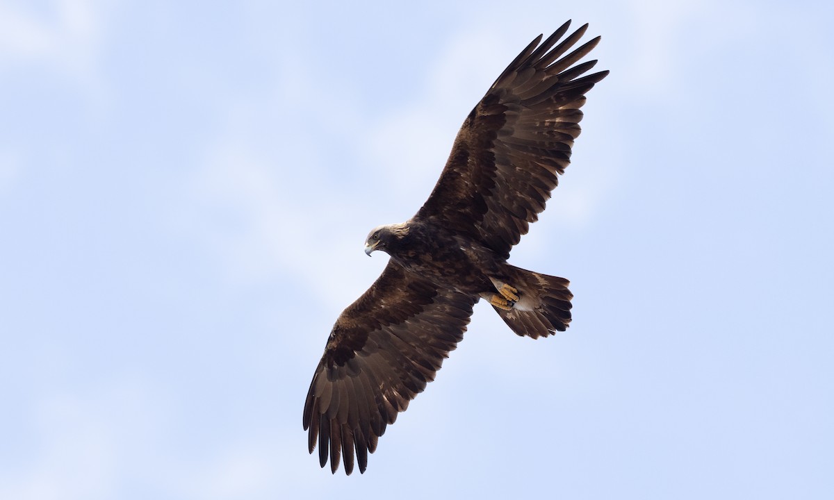 Golden Eagle - ML642457171