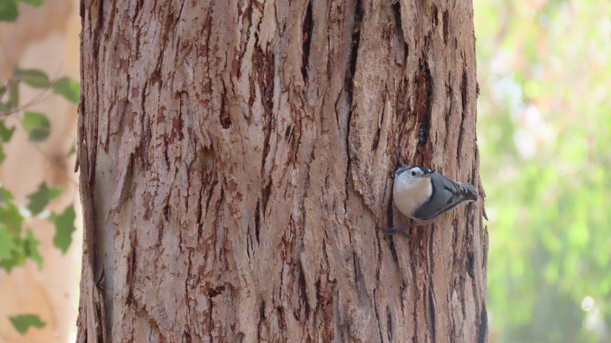 White-breasted Nuthatch - ML642457172