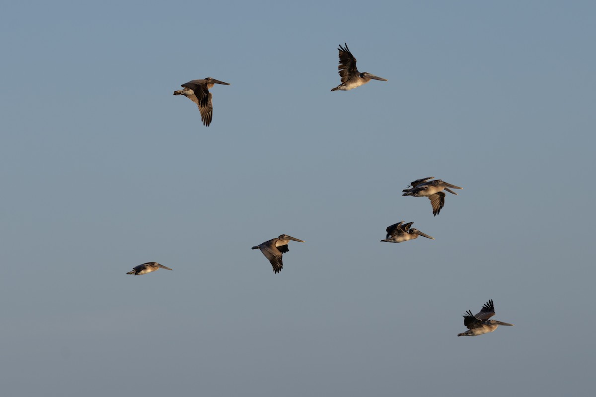 Brown Pelican - ML642457173