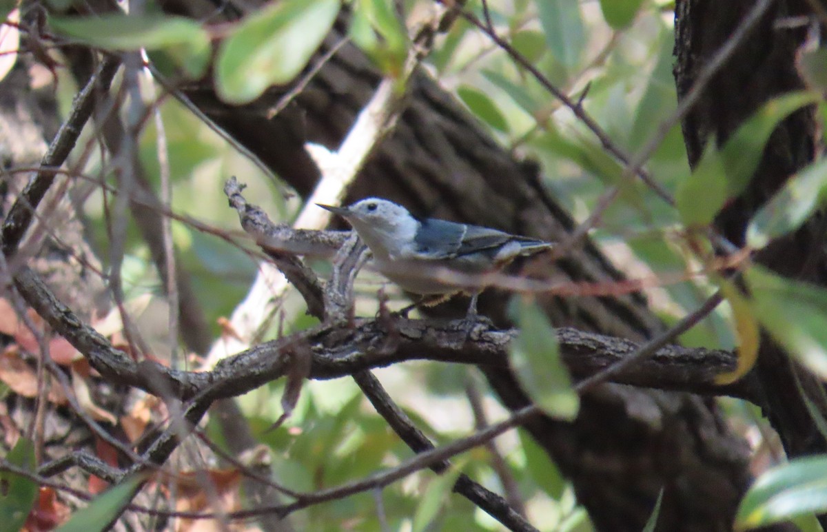 White-breasted Nuthatch - ML642457178