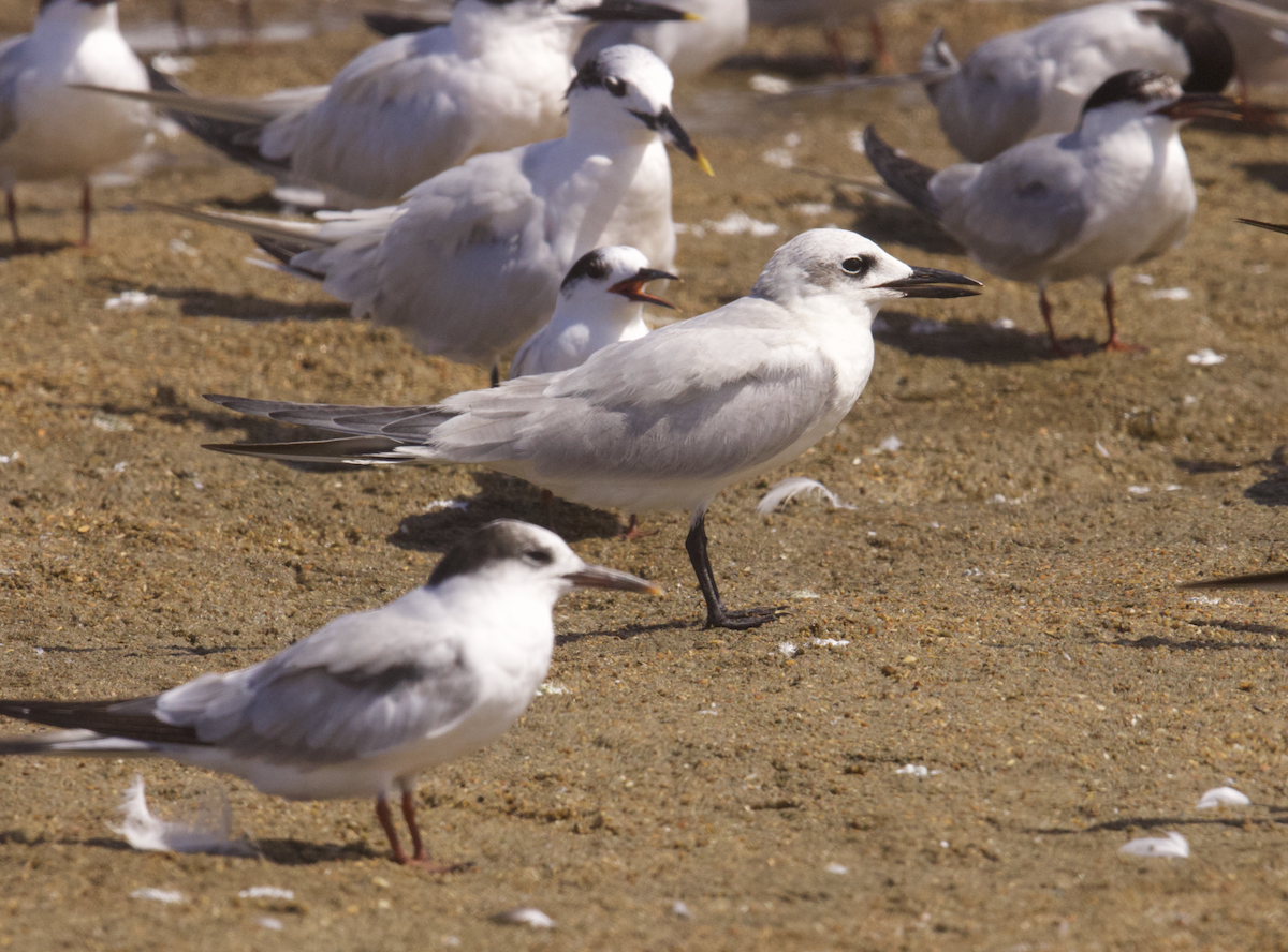 sandterne - ML642457179