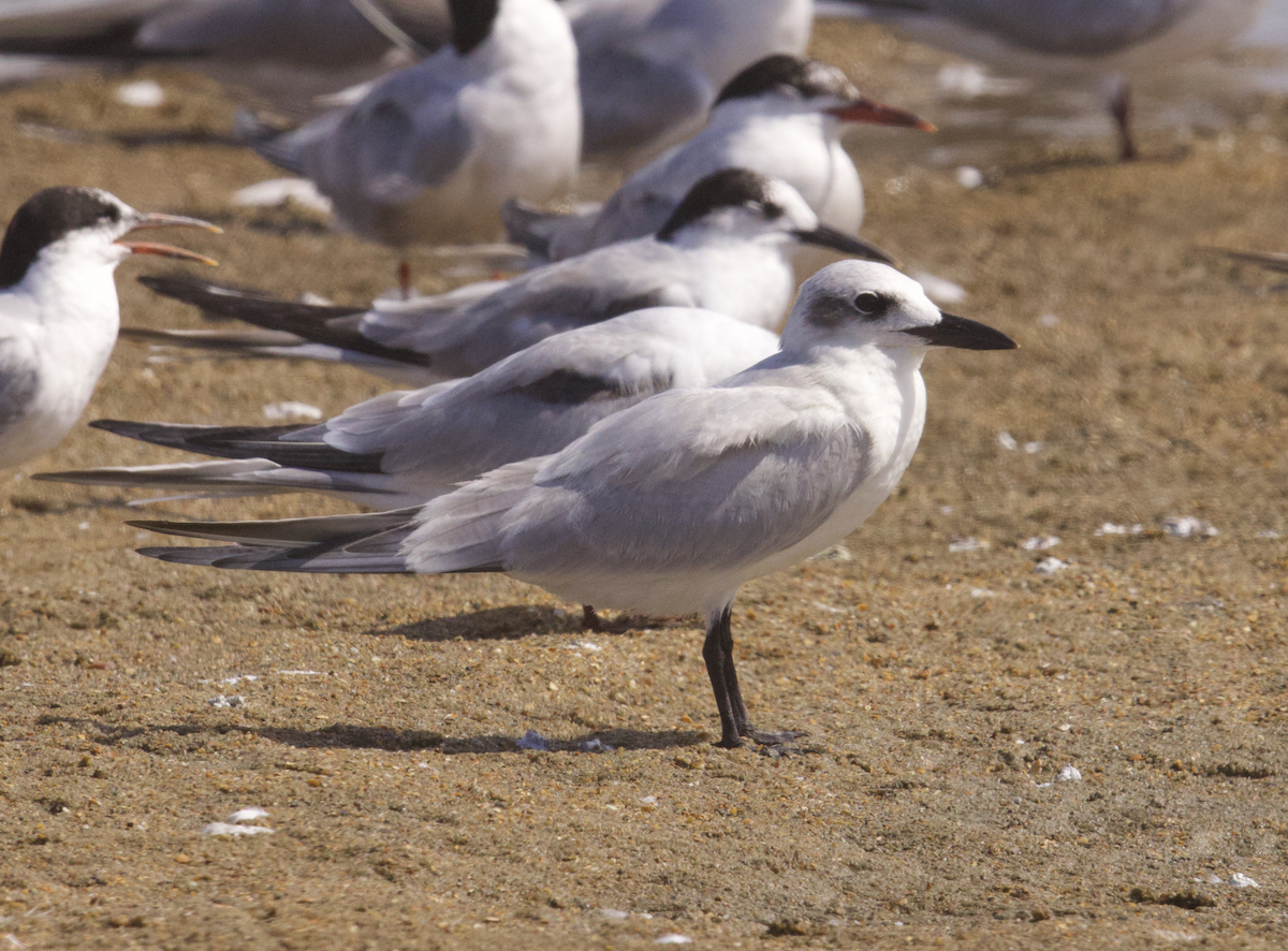 sandterne - ML642457181