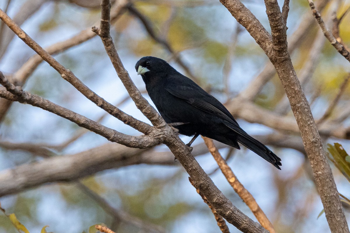 Solitary Black Cacique - ML642457186