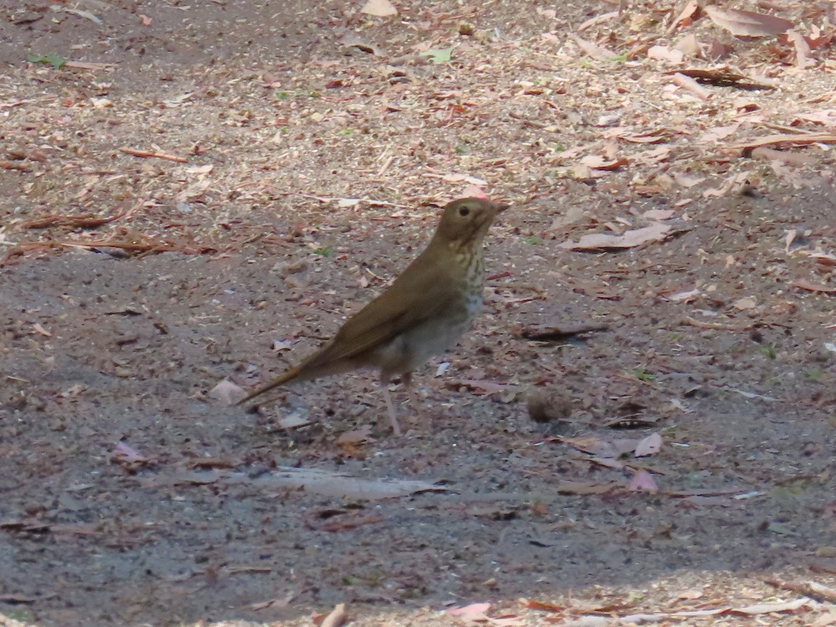 Swainson's Thrush - ML642457191