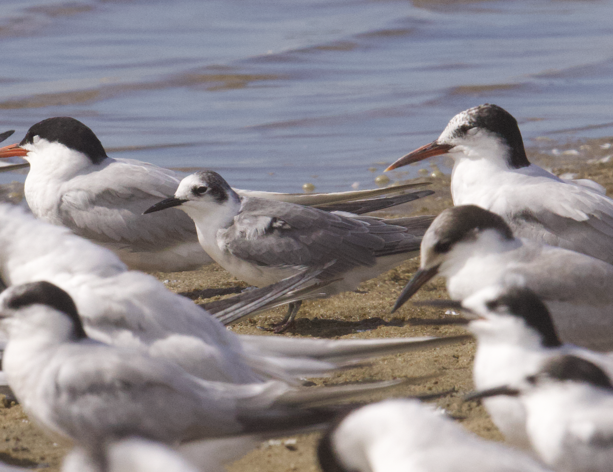 svartterne - ML642457194