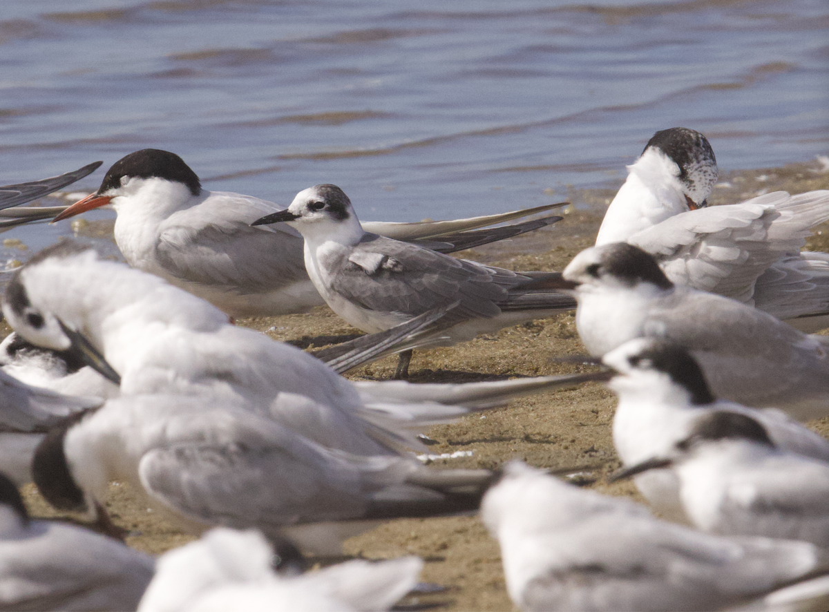 svartterne - ML642457197