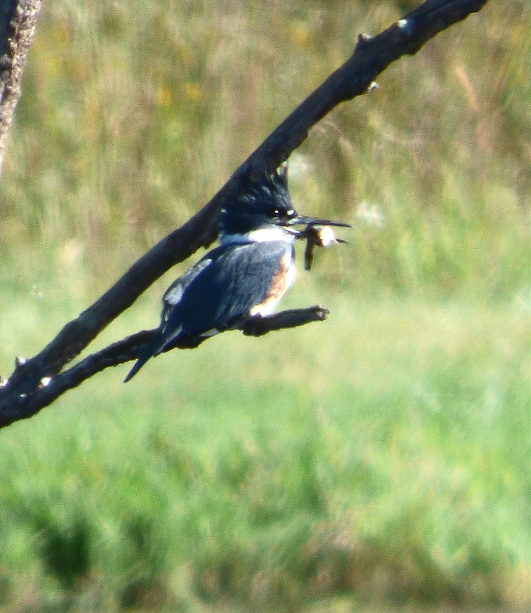 Belted Kingfisher - ML642457199