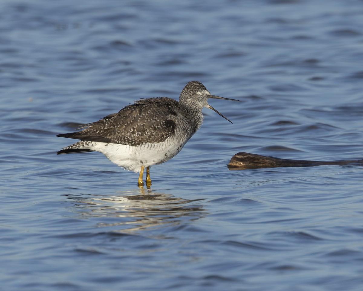 plystresnipe - ML642457205