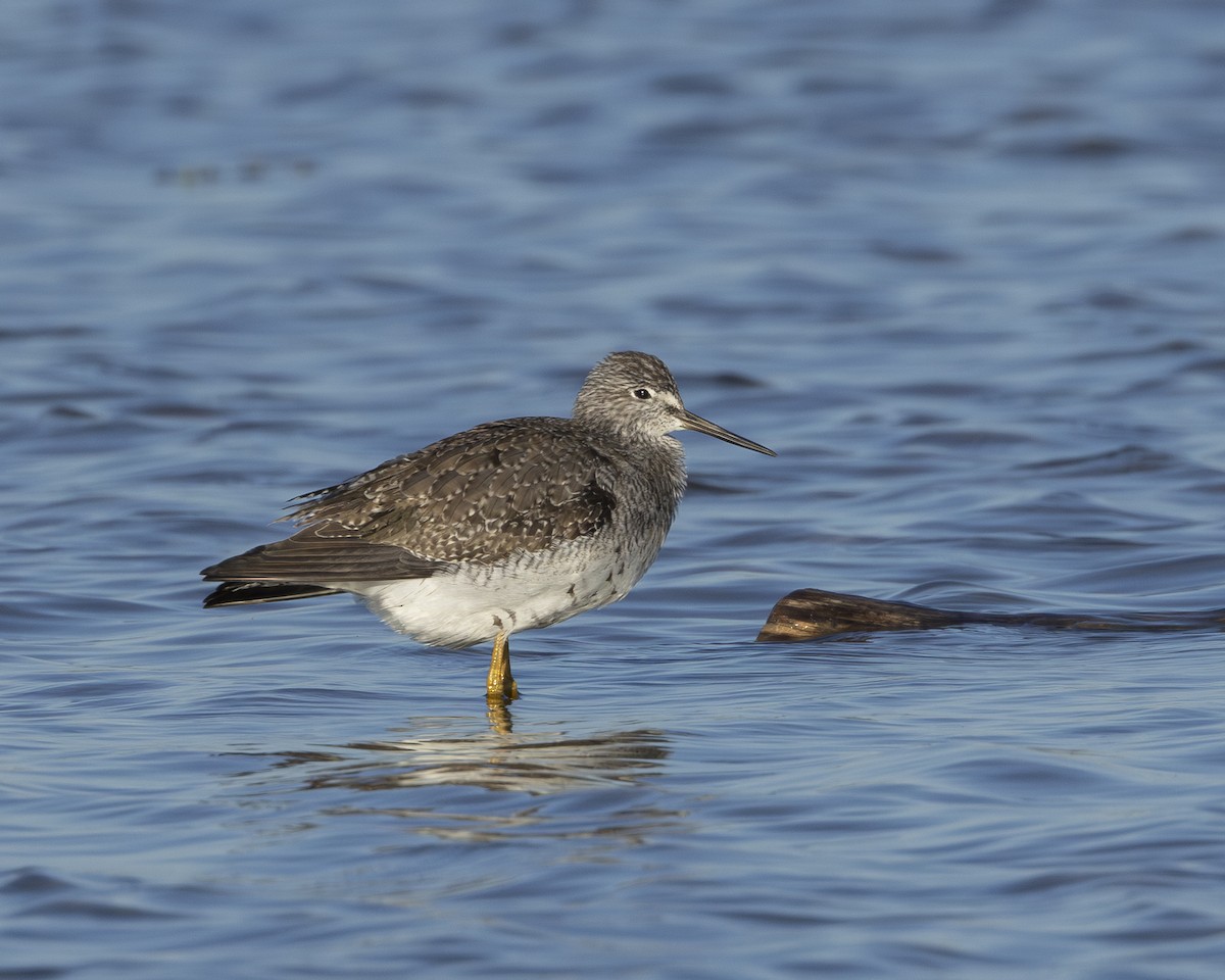 plystresnipe - ML642457206