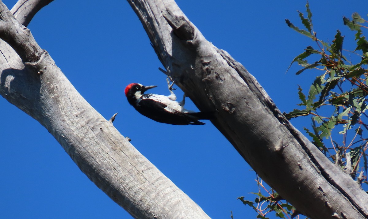 Acorn Woodpecker - ML642457213