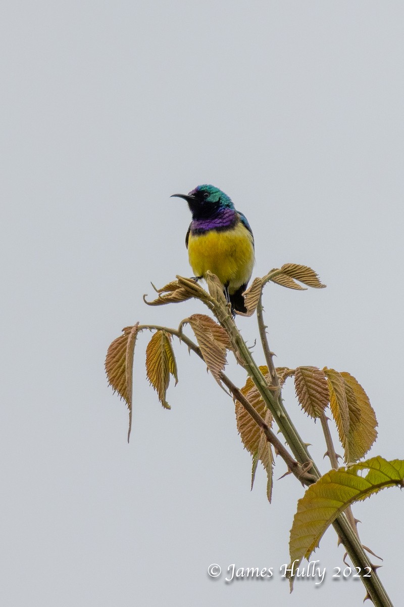 Suimanga Variable (grupo venustus) - ML642457222