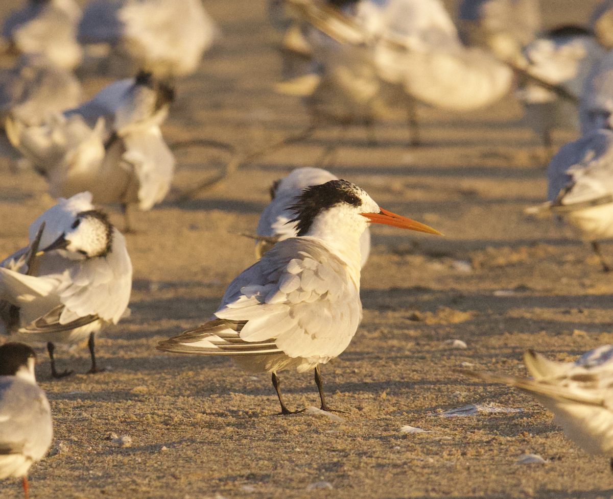 langnebbterne - ML642457227