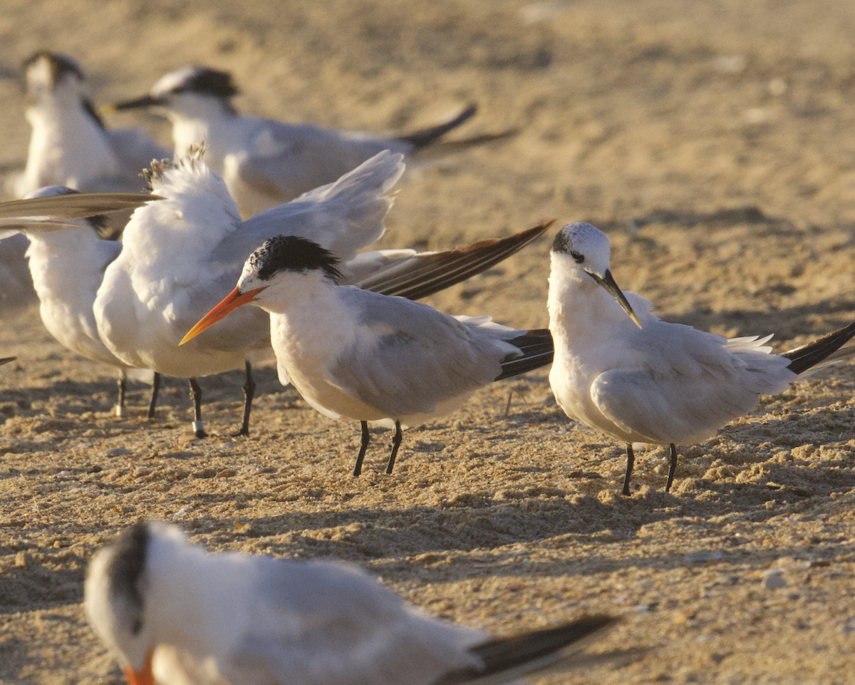 langnebbterne - ML642457228