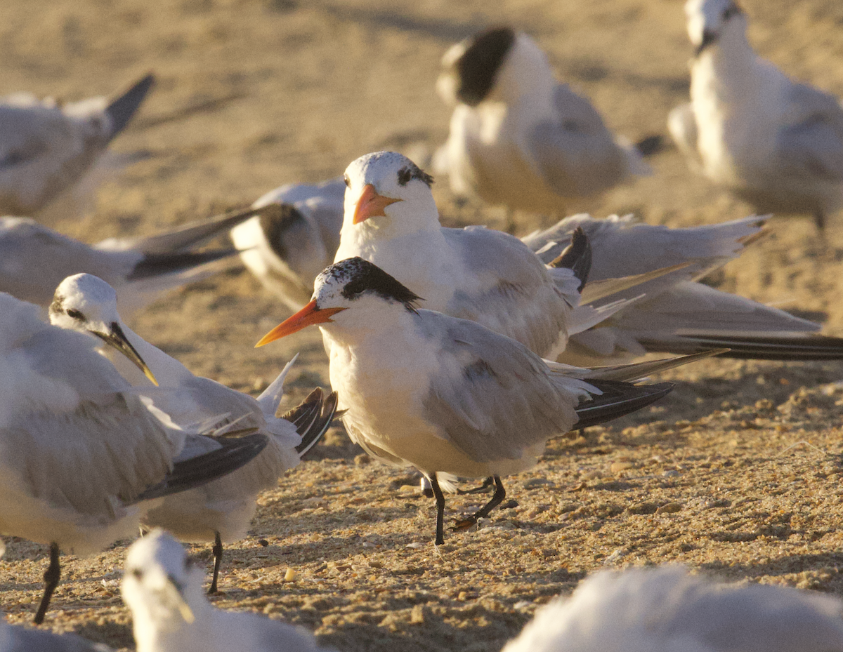 langnebbterne - ML642457229