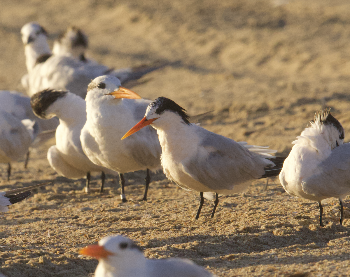 langnebbterne - ML642457230