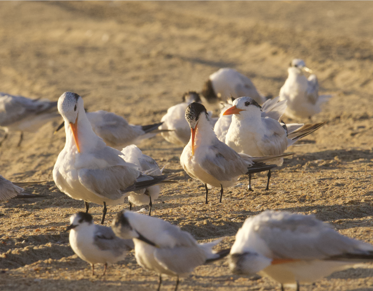 langnebbterne - ML642457231