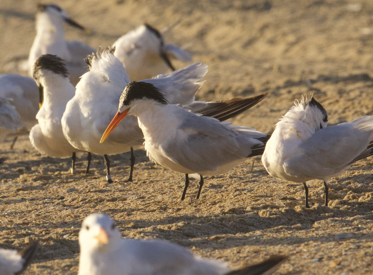 langnebbterne - ML642457232