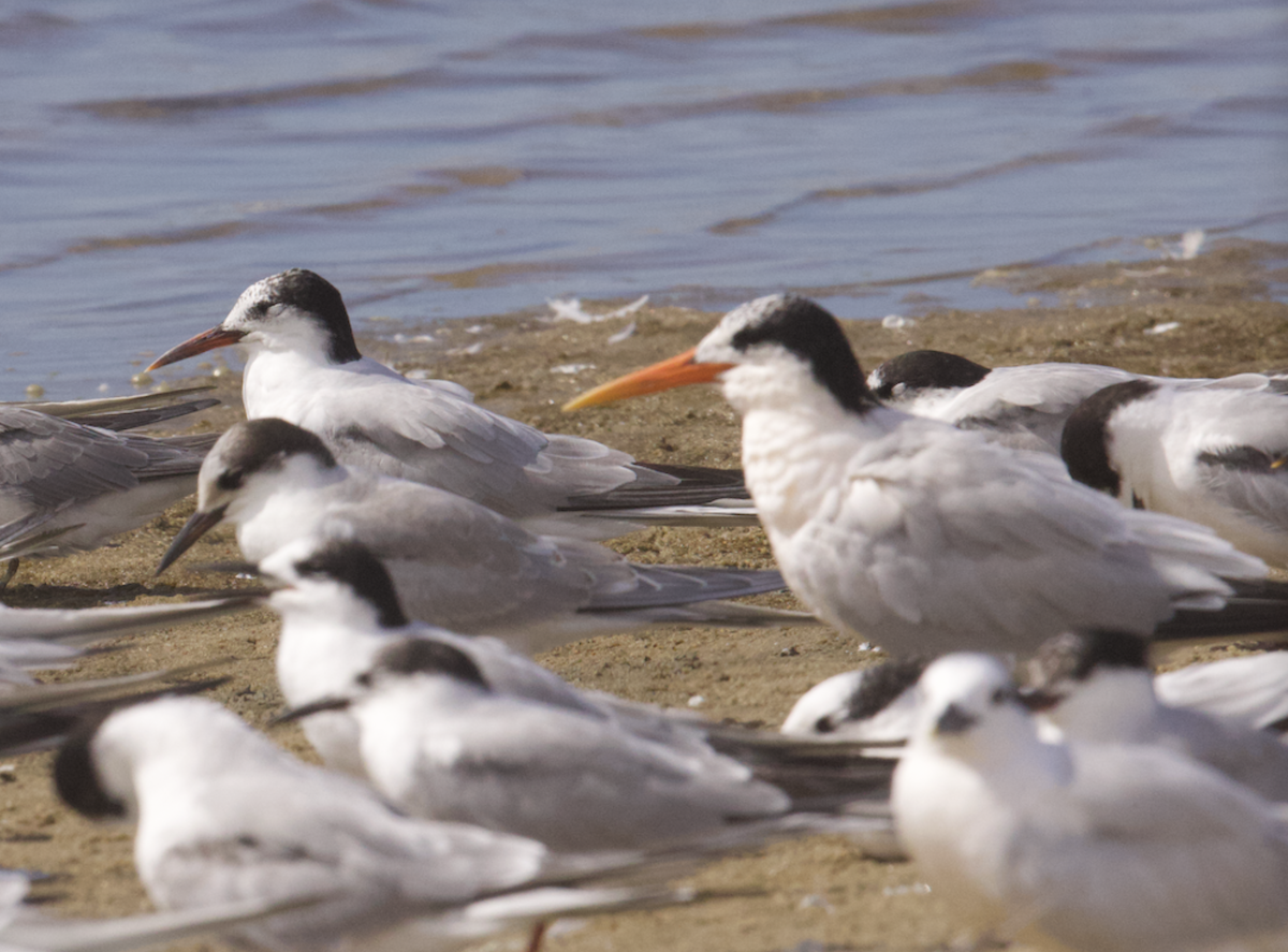 langnebbterne - ML642457233