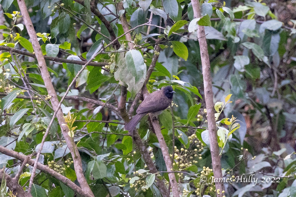 Bulbul Naranjero (grupo tricolor) - ML642457253
