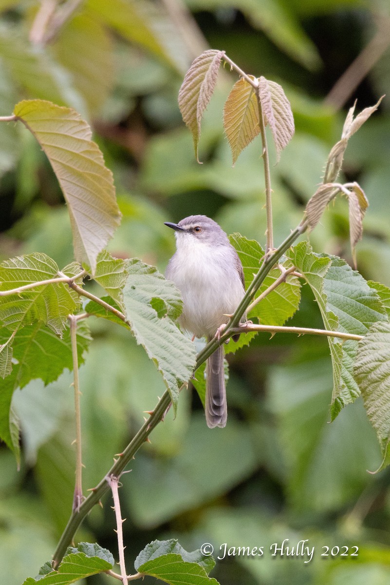 Prinia Modesta - ML642457270