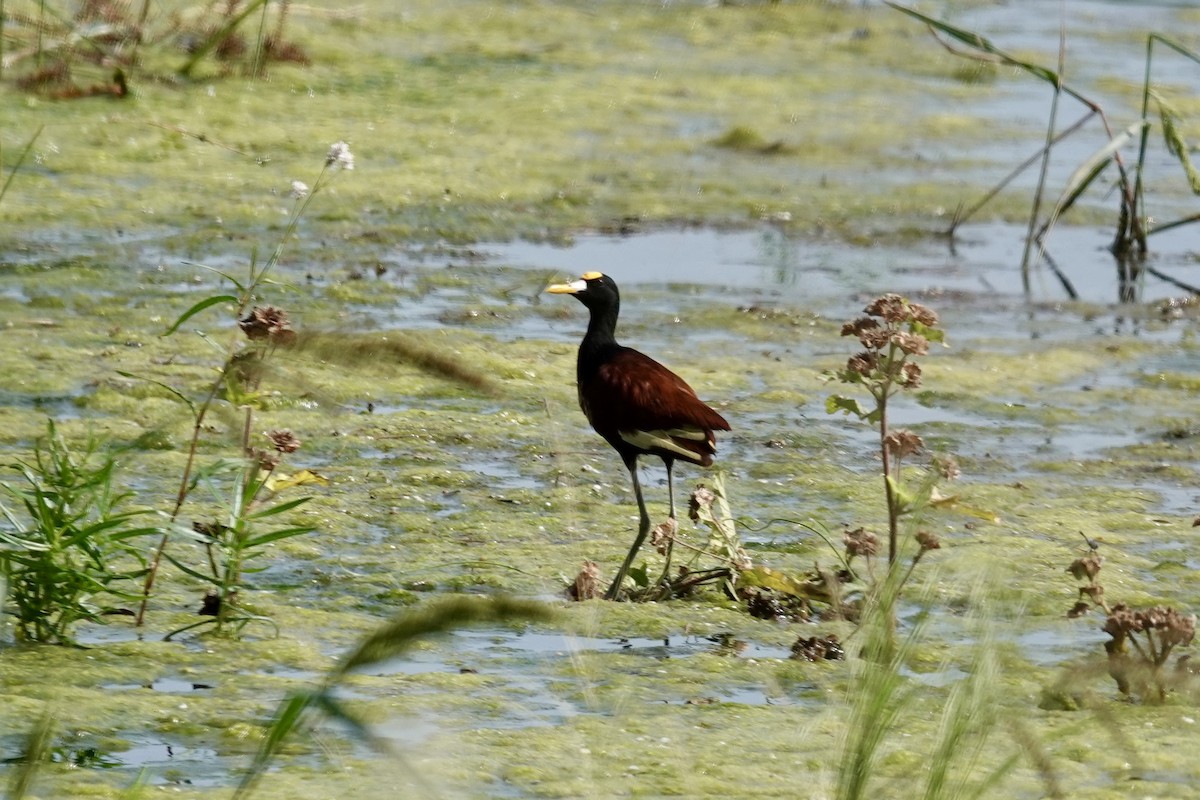 Northern Jacana - ML642457276