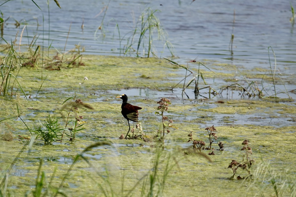 Northern Jacana - ML642457277