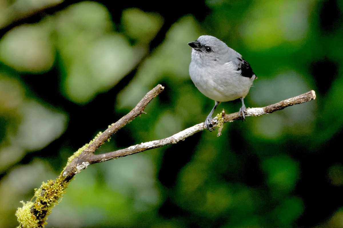 Plain-colored Tanager - ML642457286