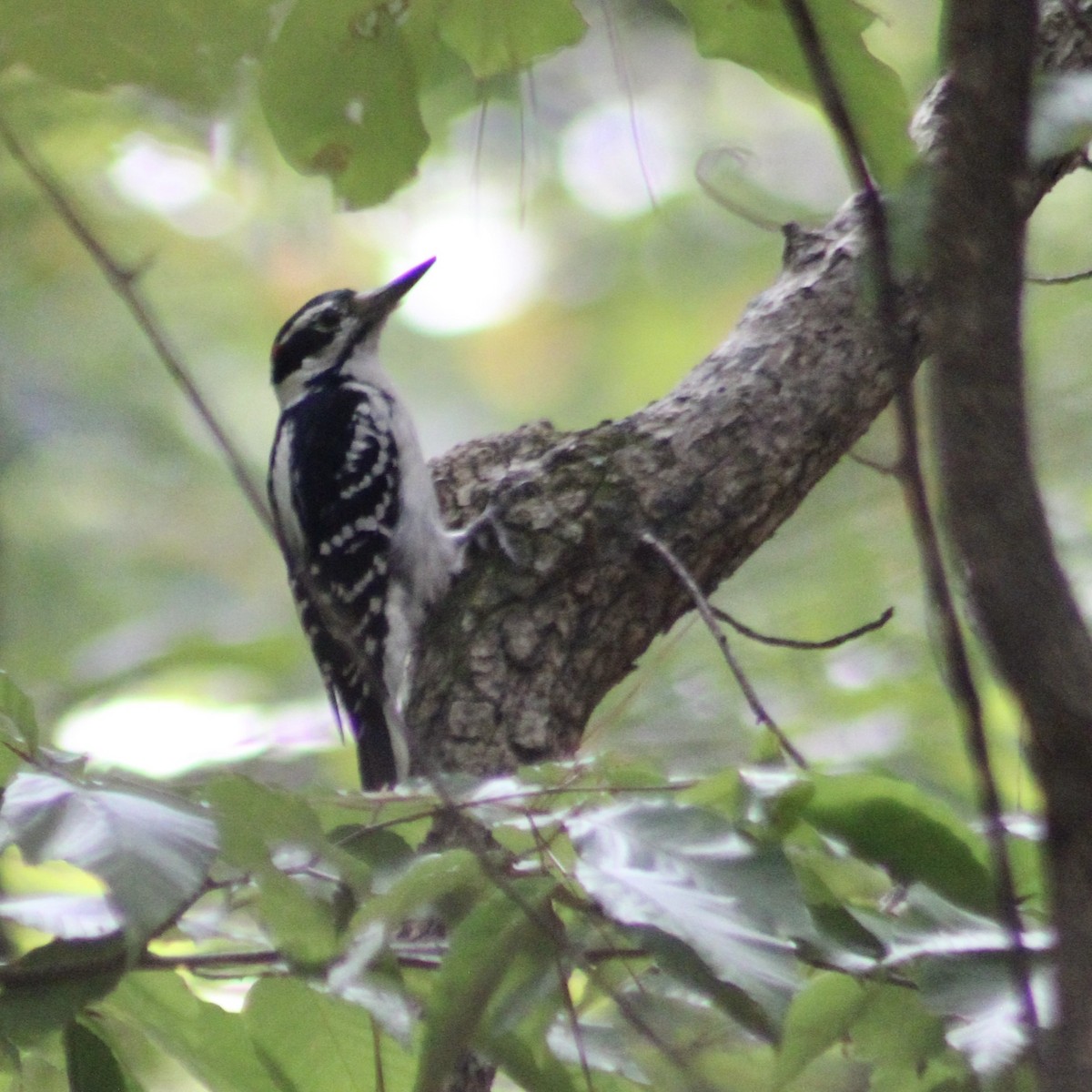 Hairy Woodpecker - ML642457304