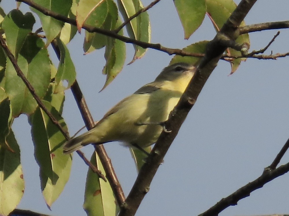 Philadelphia Vireo - ML642457310